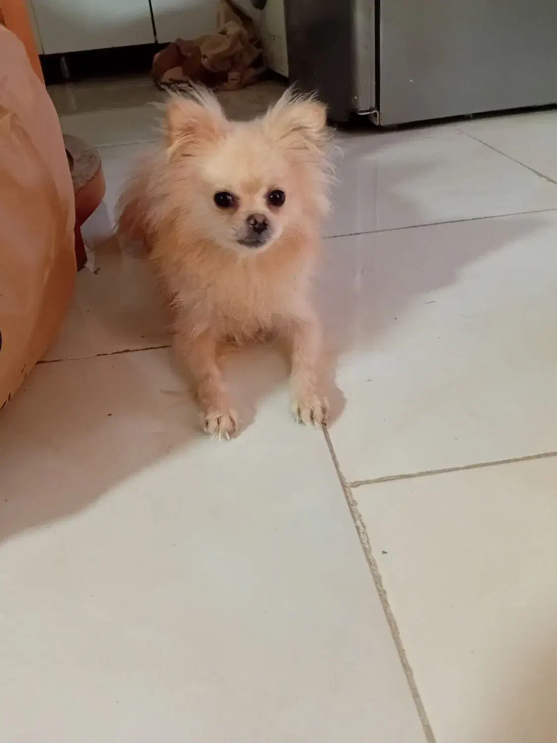 پامر ماده|سگ|مشهد, کارگران|دیوار