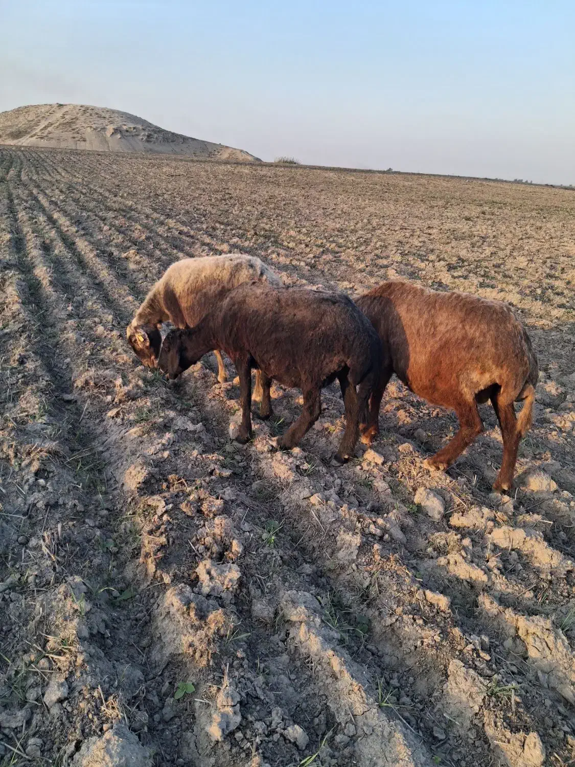 ۳ راس گوسفند آبس سنگین|حیوانات مزرعه|سیجوال, |دیوار