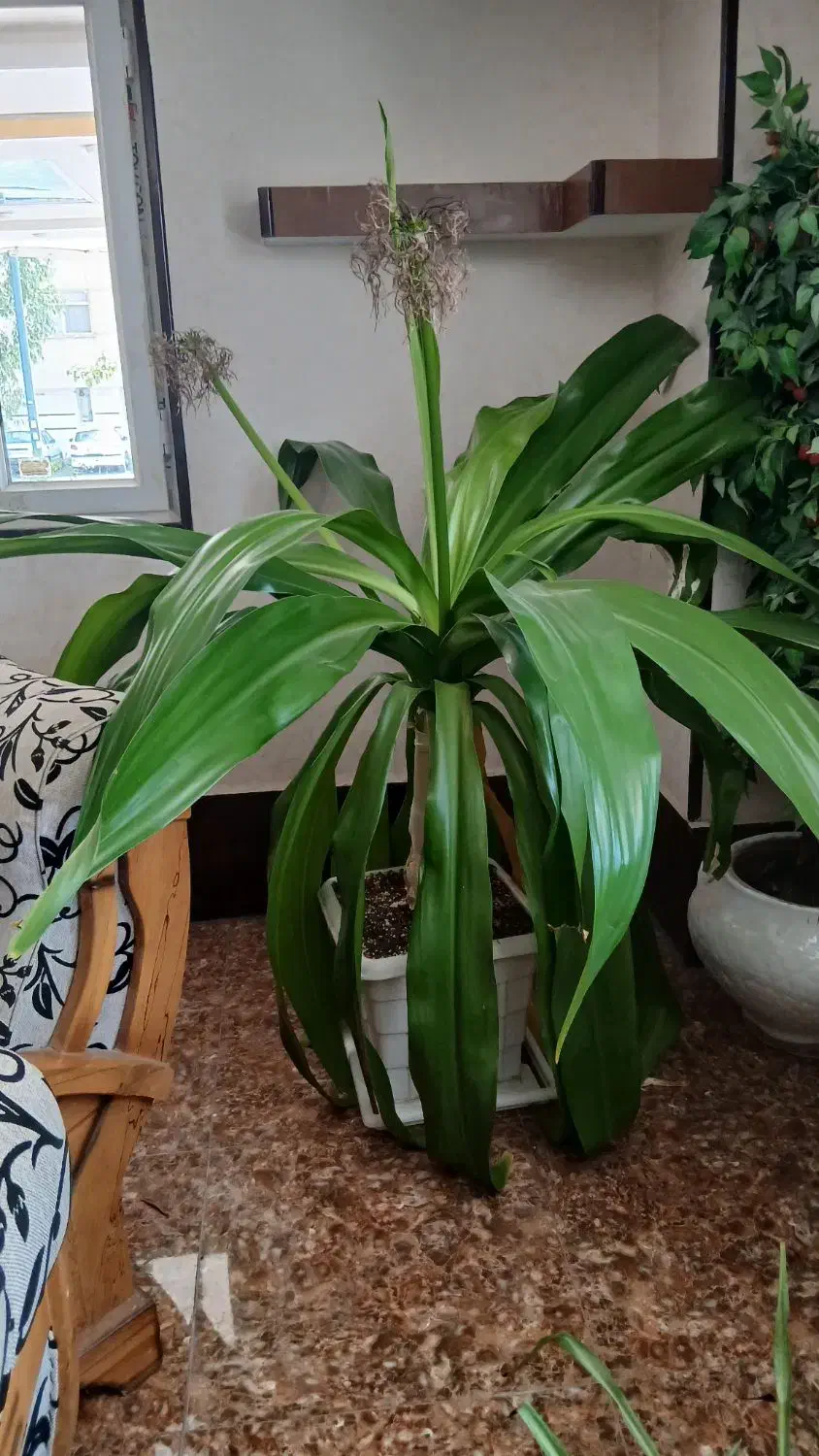 گل وگیاه وگلدان|گل و گیاه طبیعی|فولادشهر, فولادشهر|دیوار