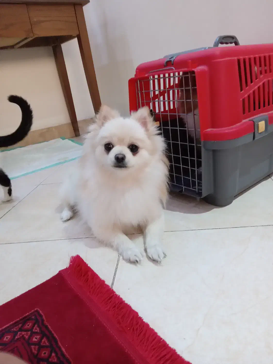 سگ خانگی|سگ|اراک, |دیوار