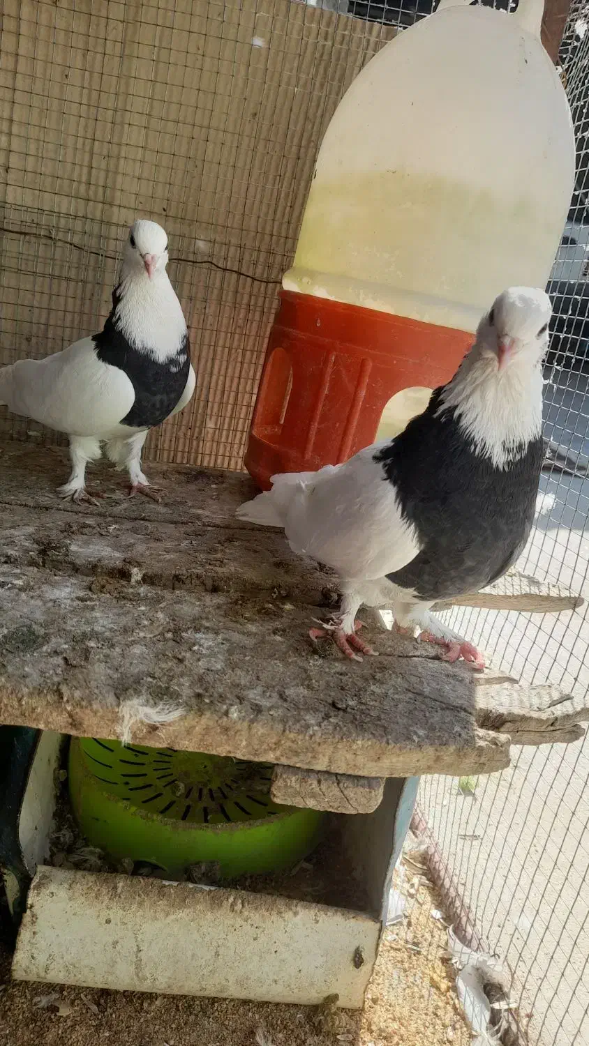 کبوتر ، طوقی ، پلاکی|پرنده|جم, |دیوار