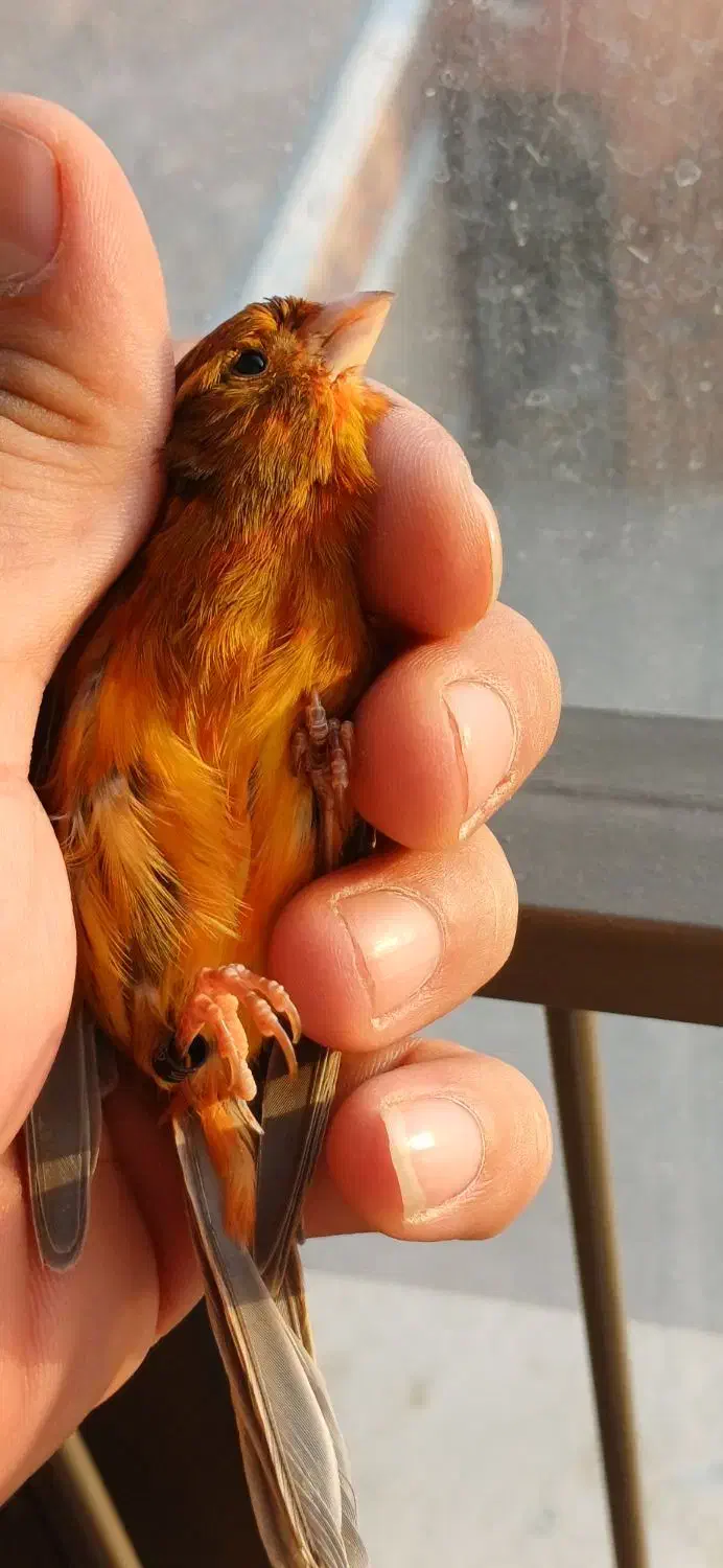 قناری سوخته سرخ نگرو نره مست|پرنده|شاهین‌شهر, شهرک امام علی|دیوار