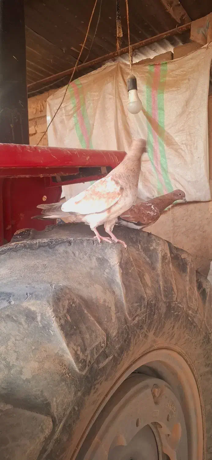 کله تاپ|پرنده|کارون, |دیوار