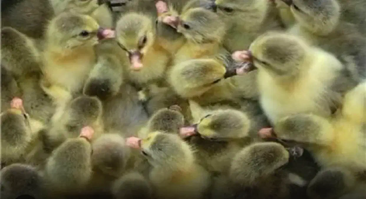 جوجه غاز|حیوانات مزرعه|زرگرشهر, |دیوار