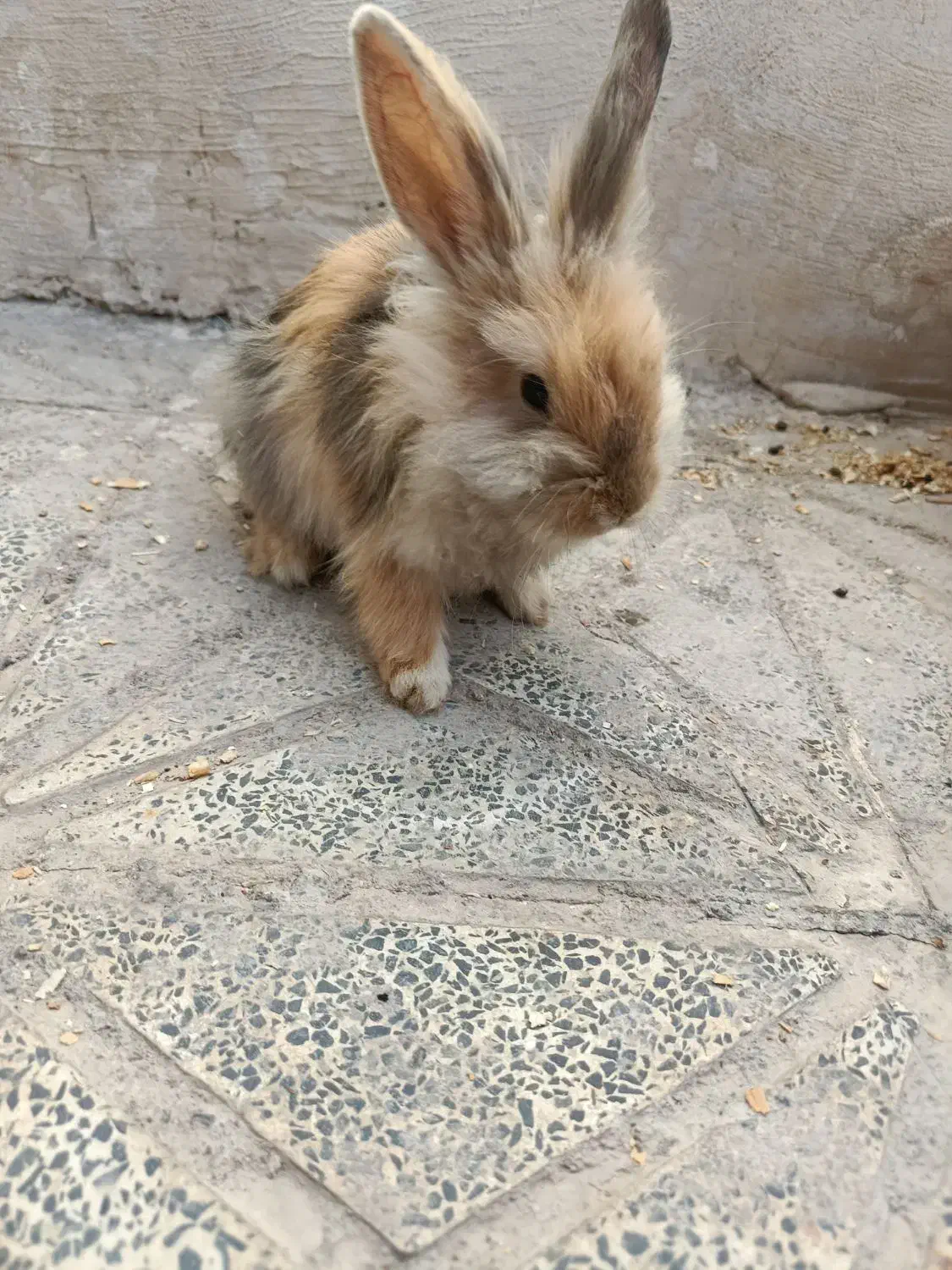 خرگوش|موش و خرگوش|خمین, |دیوار