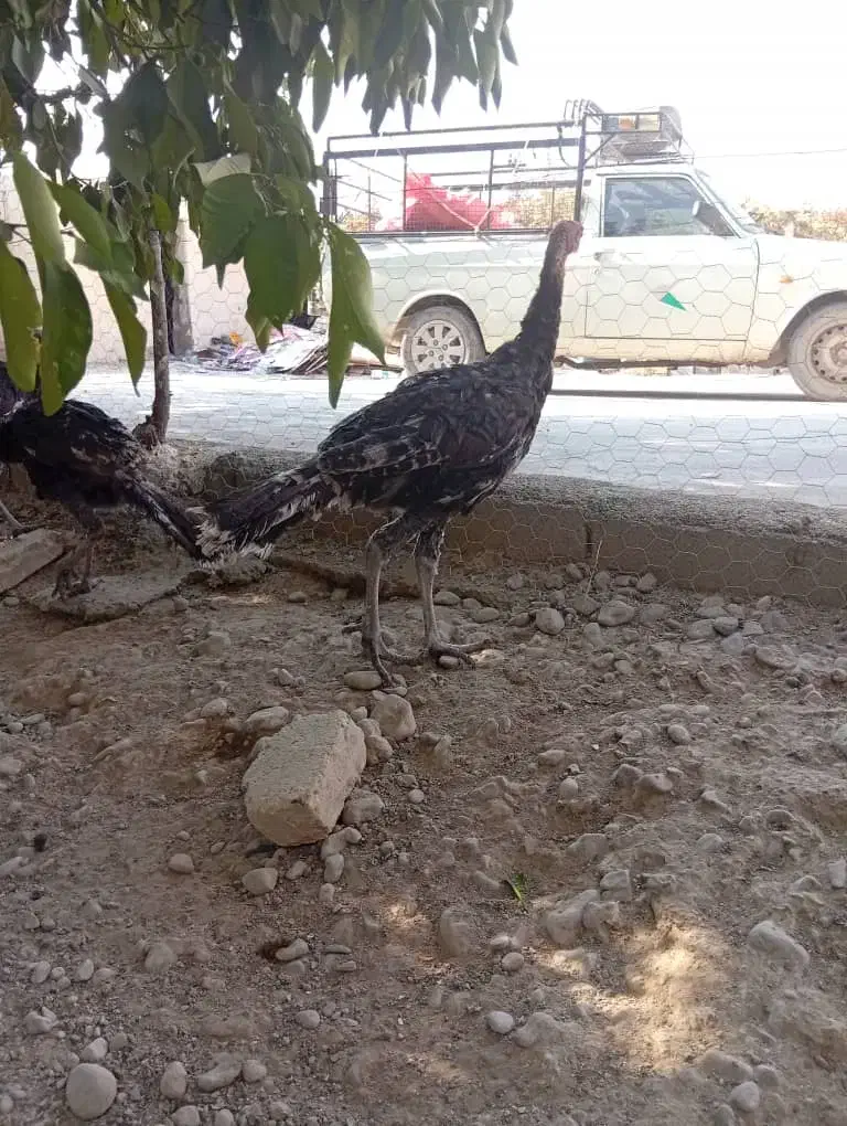 بوقلمون برنز امریکایی|حیوانات مزرعه|کوار, |دیوار