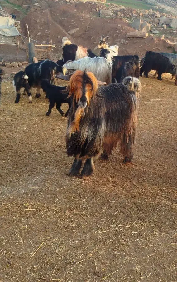 بعده|حیوانات مزرعه|مسجد سلیمان, |دیوار