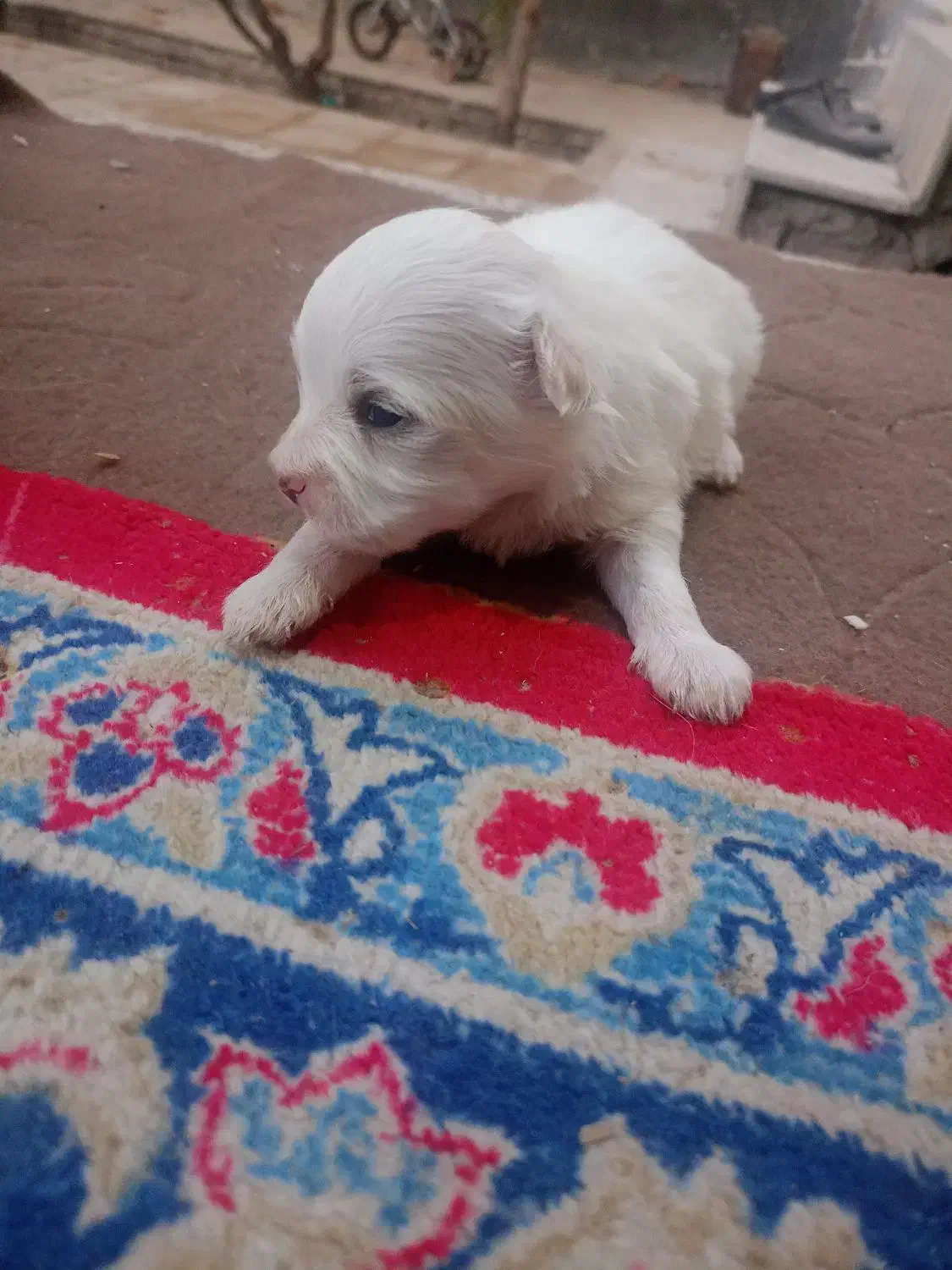 توله پاکوتاه|سگ|تهران, سعادتآباد|دیوار