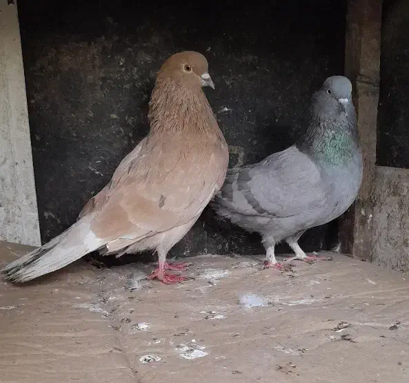 کبوتر|پرنده|رشت, حومه رشت|دیوار