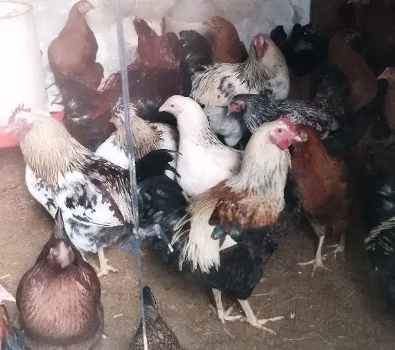 مرغ و خروس|حیوانات مزرعه|نوشهر, |دیوار