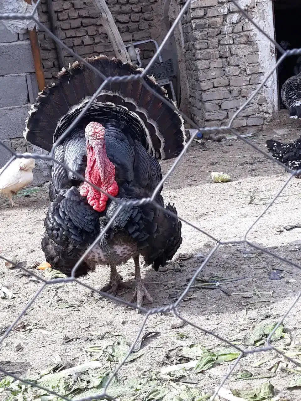 بوقلمون برنز آمریکایی|حیوانات مزرعه|هشتگرد, خور|دیوار