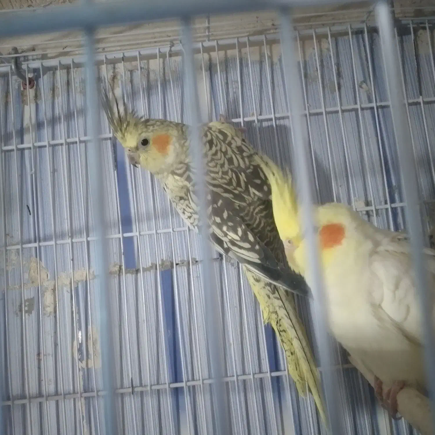 عروس هلندی|پرنده|ماکو, |دیوار