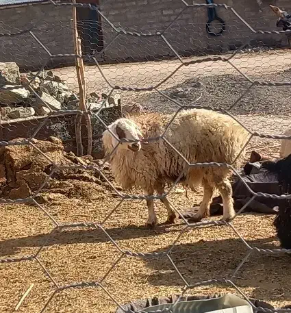 بره چاق|حیوانات مزرعه|جلگه ماژان, |دیوار