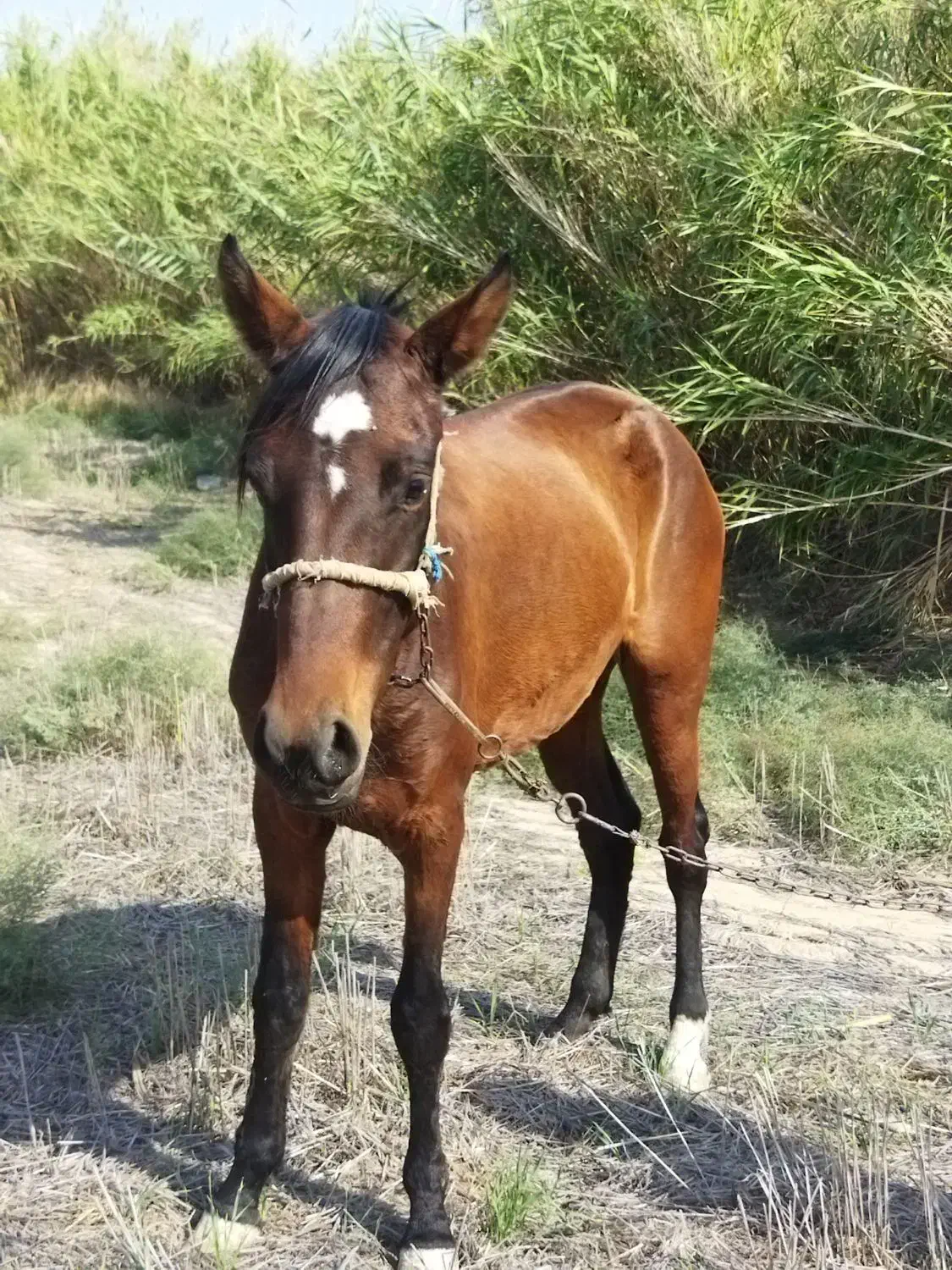 اسب جوان سواری عالی و خیلی ارام|اسب و تجهیزات اسبسواری|گنبد کاووس, |دیوار