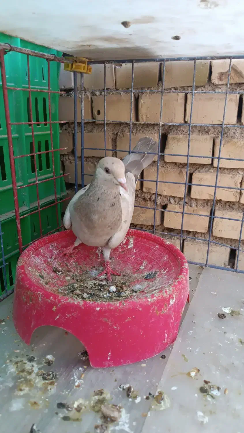 کبوتر|پرنده|خرمشهر, |دیوار