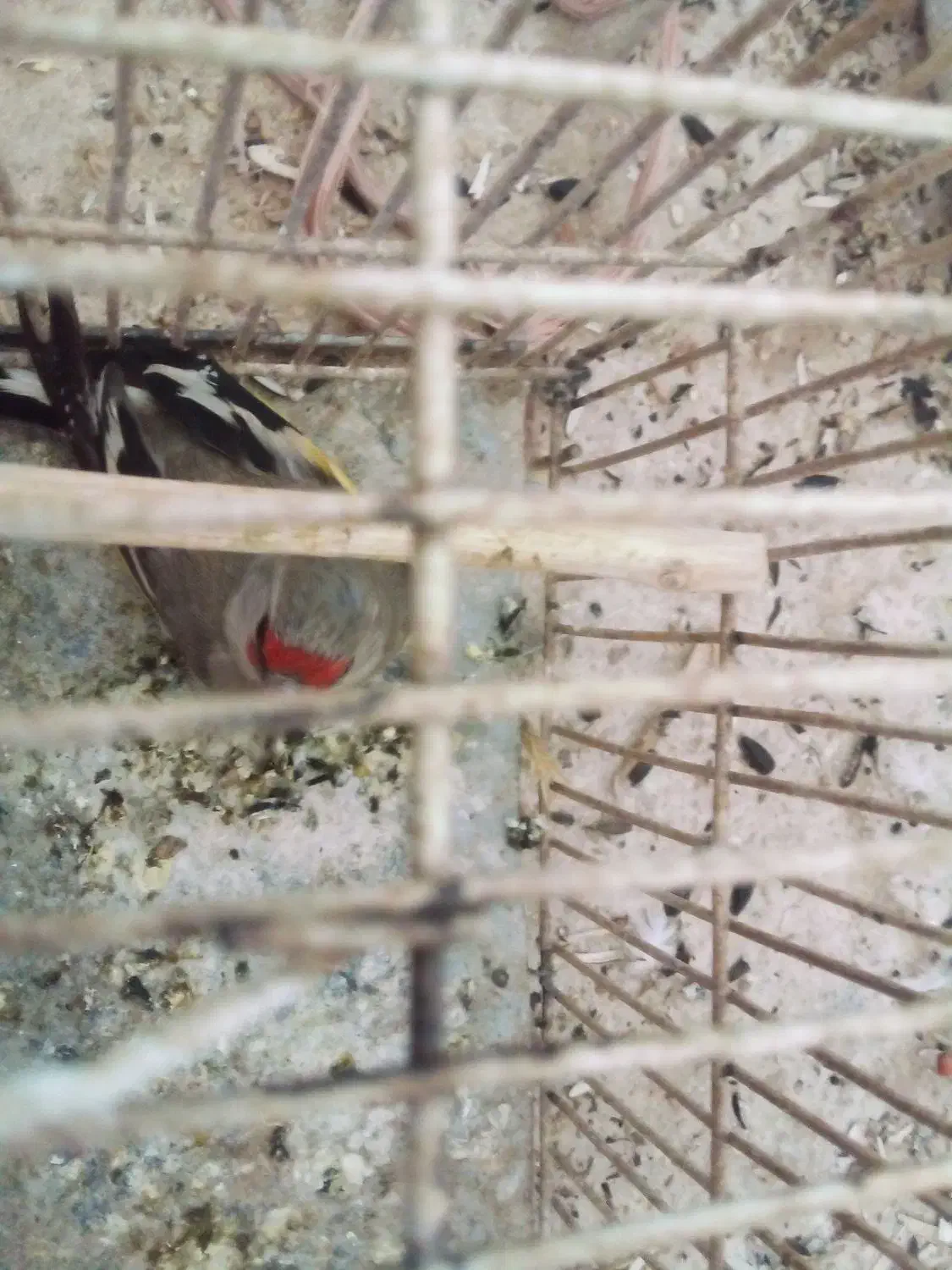 یک عدد سهره کرمانی|پرنده|بجنورد, |دیوار