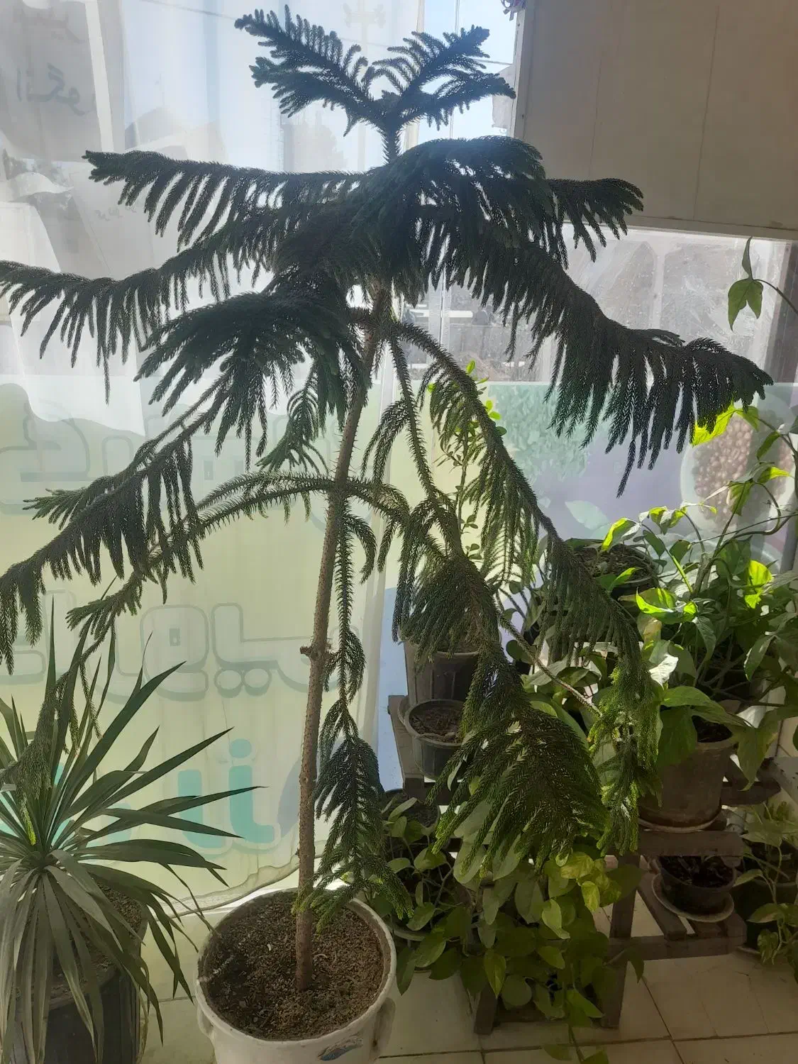 کاج مطبق|گل و گیاه طبیعی|نیشابور, سرآب کوشک|دیوار