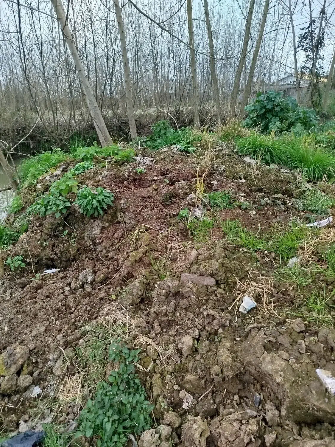 کود گاوی|گل و گیاه طبیعی|خشکبیجار, |دیوار