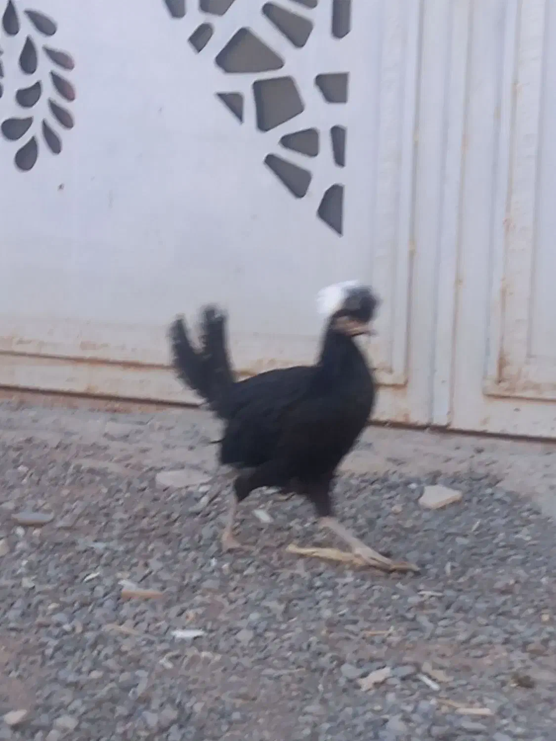 فروش مرغ|حیوانات مزرعه|دهگلان, |دیوار