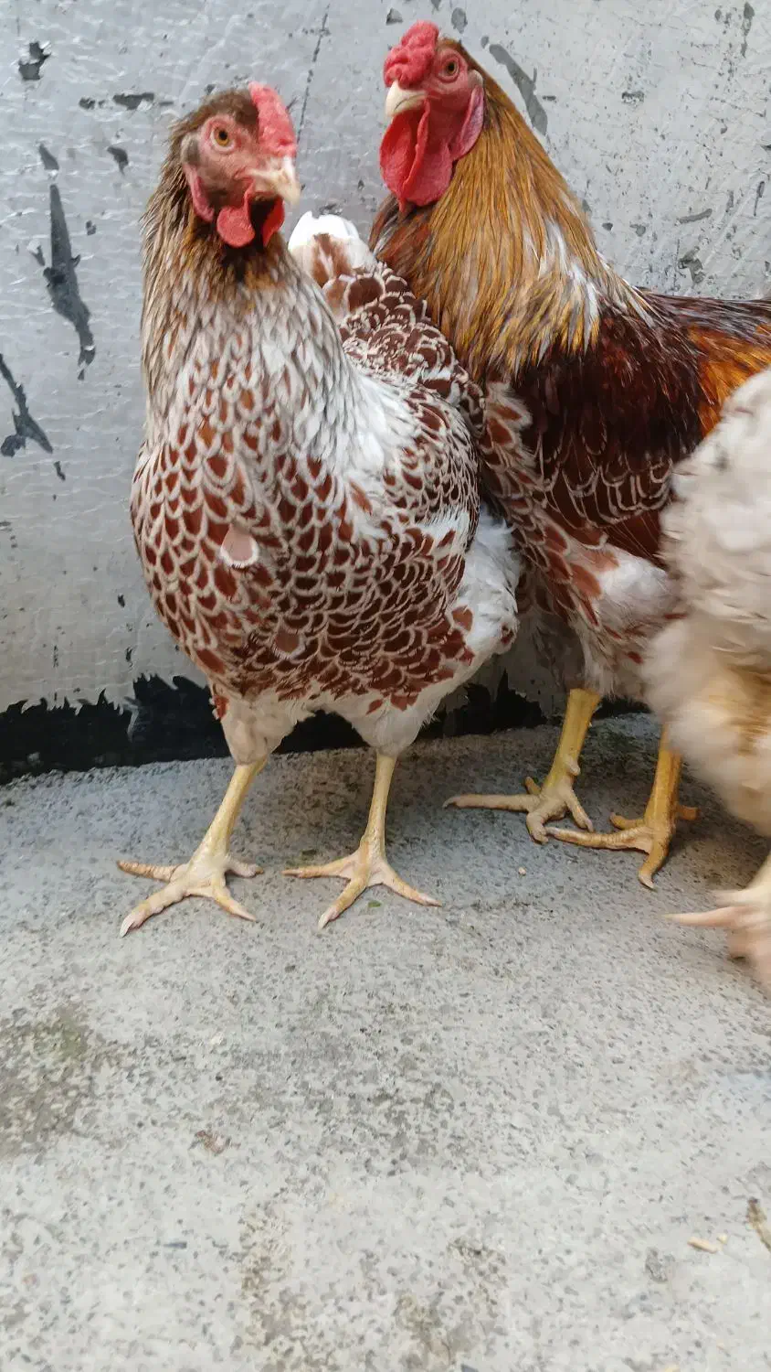 جوجه ویاندوت|حیوانات مزرعه|آمل, |دیوار