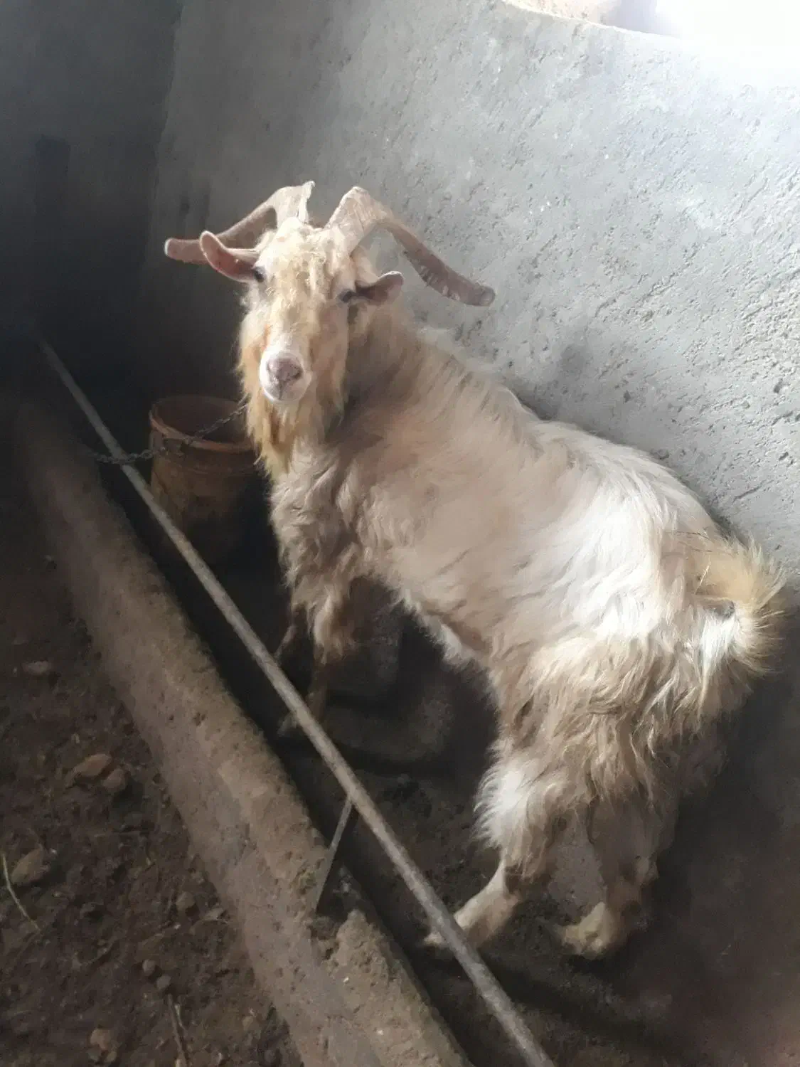 بز سانن|حیوانات مزرعه|سجاس رود, |دیوار