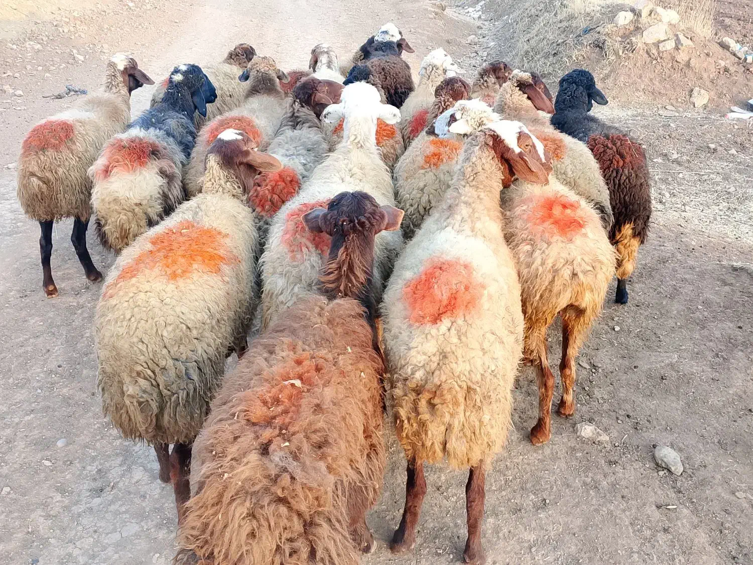 گوسفند شیشک|حیوانات مزرعه|سنندج, |دیوار