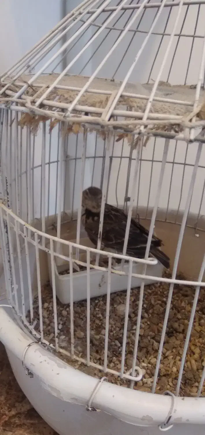 جوجه طوقه|پرنده|خمین, |دیوار