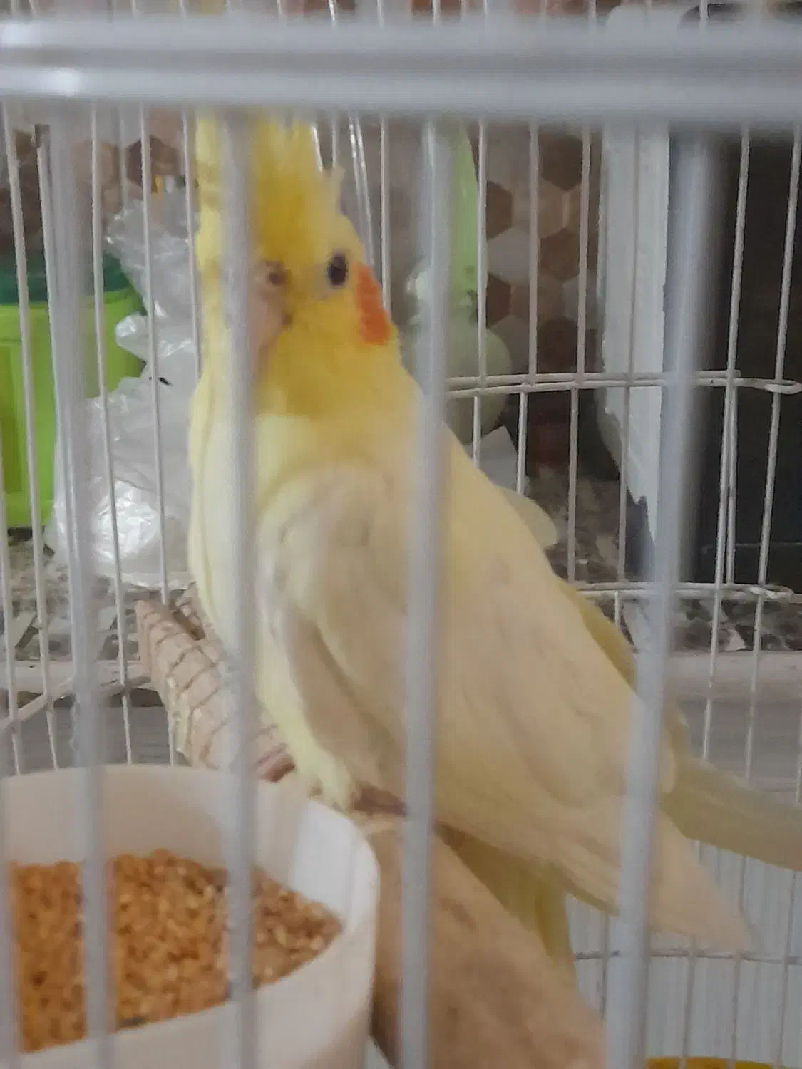 عروس هلندی ماده|پرنده|سیراف, |دیوار