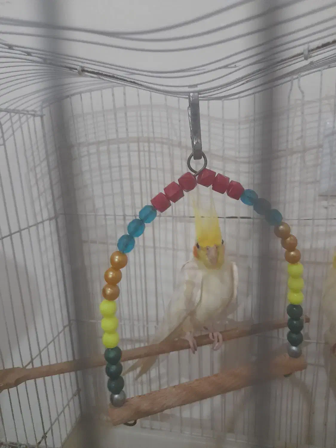 دو عدد عروس هلندی نر با قفس|پرنده|خشکبیجار, |دیوار