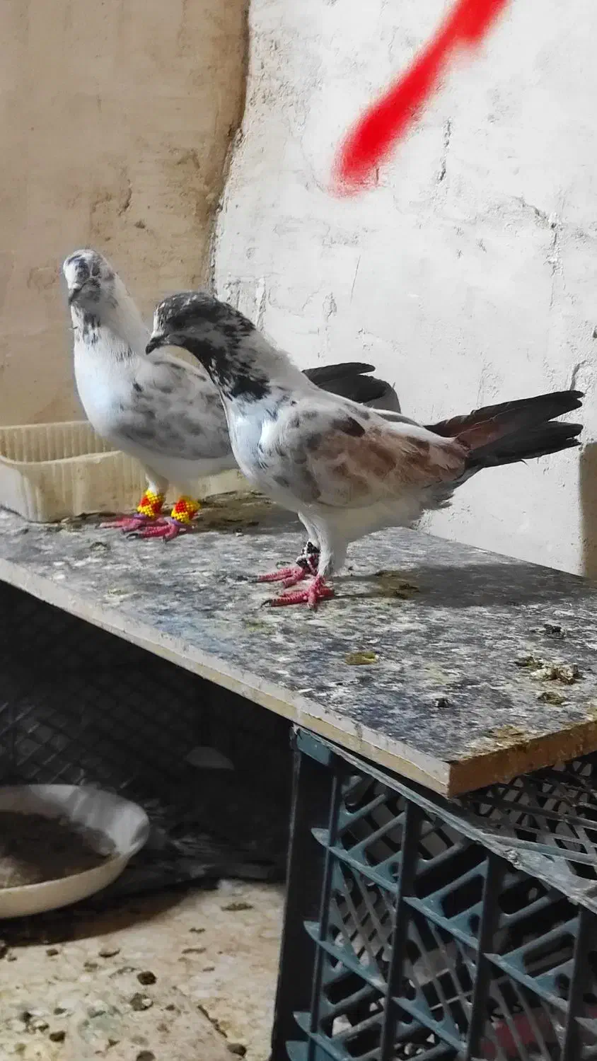 کبوتر بور بوری جفت پرشی کلکسیونی|پرنده|قم, ولیعصر|دیوار