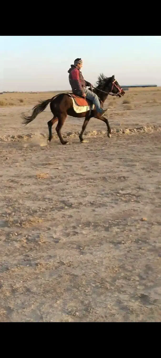 اسب یورقه|اسب و تجهیزات اسب‌سواری|چناران, |دیوار