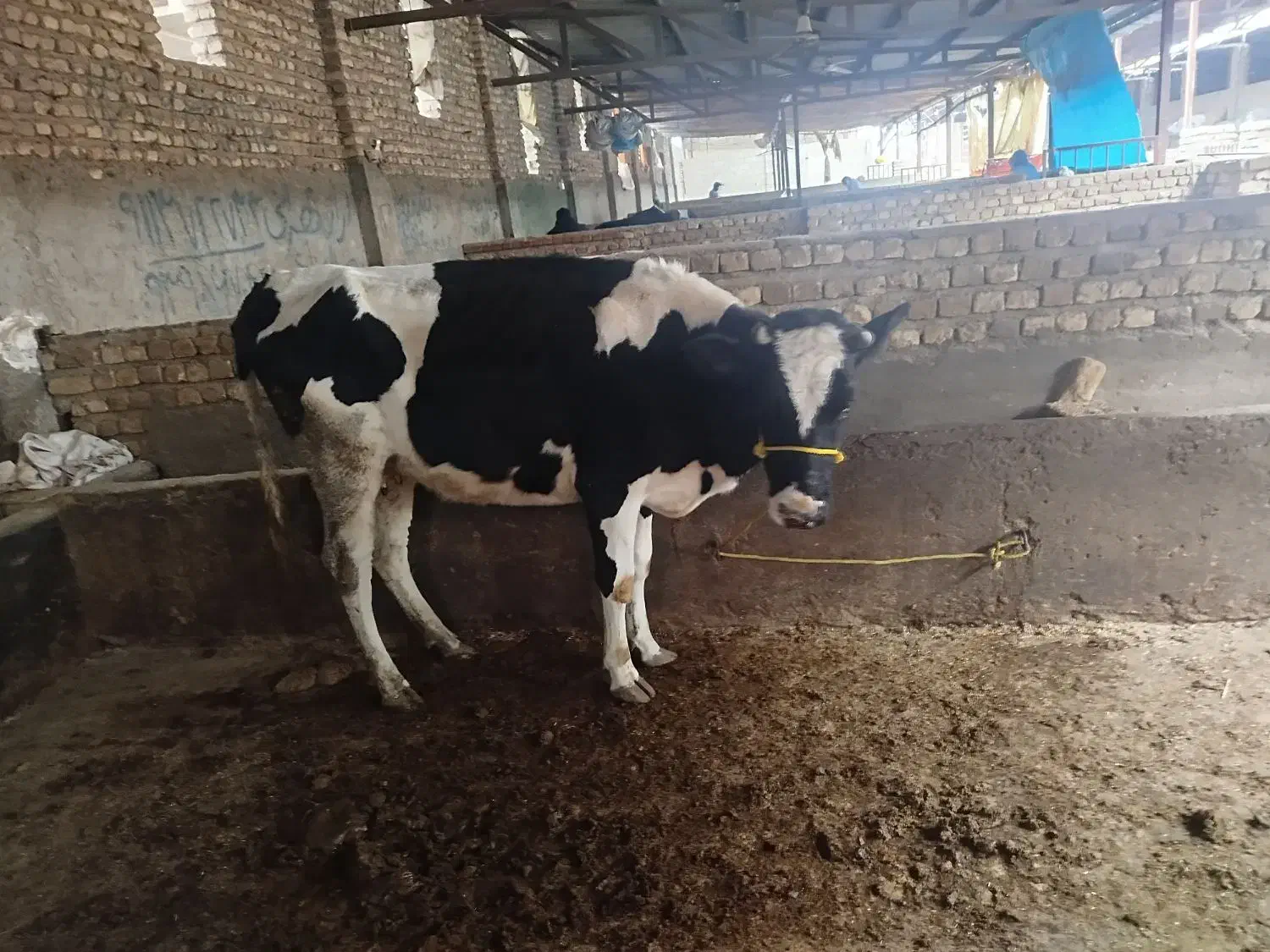 گاو گوساله|حیوانات مزرعه|گنبد کاووس, |دیوار