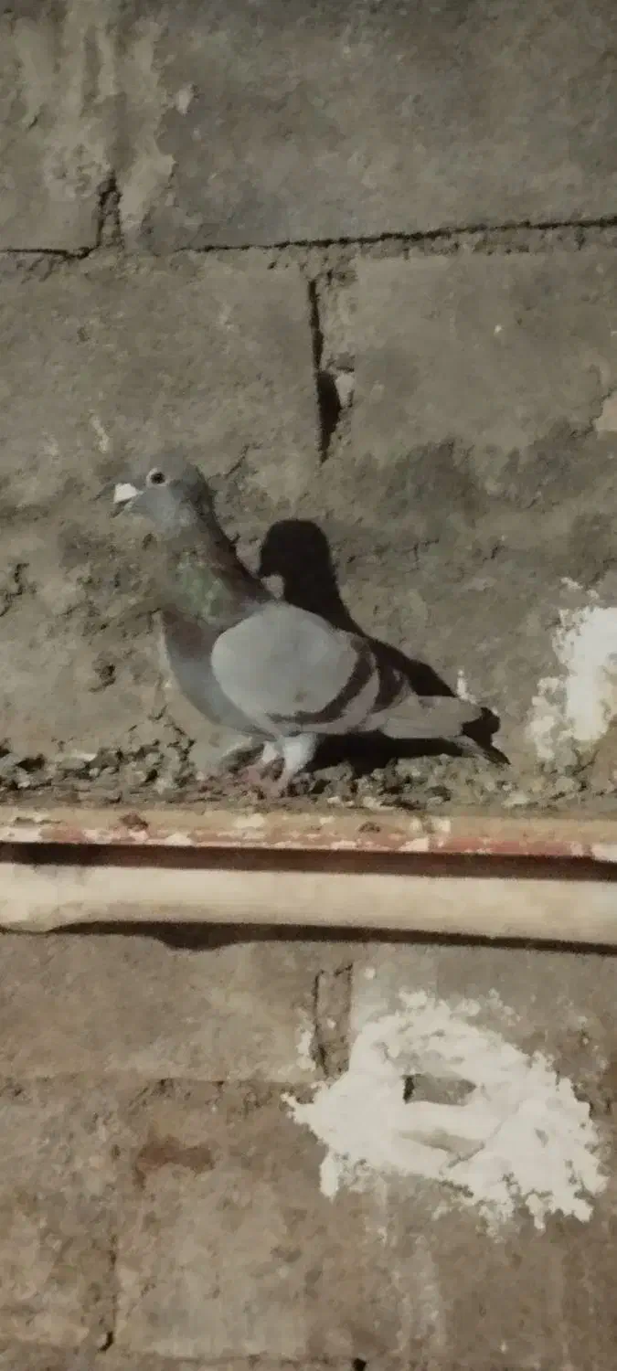 کفتر نر|پرنده|شیروان (خراسان), |دیوار