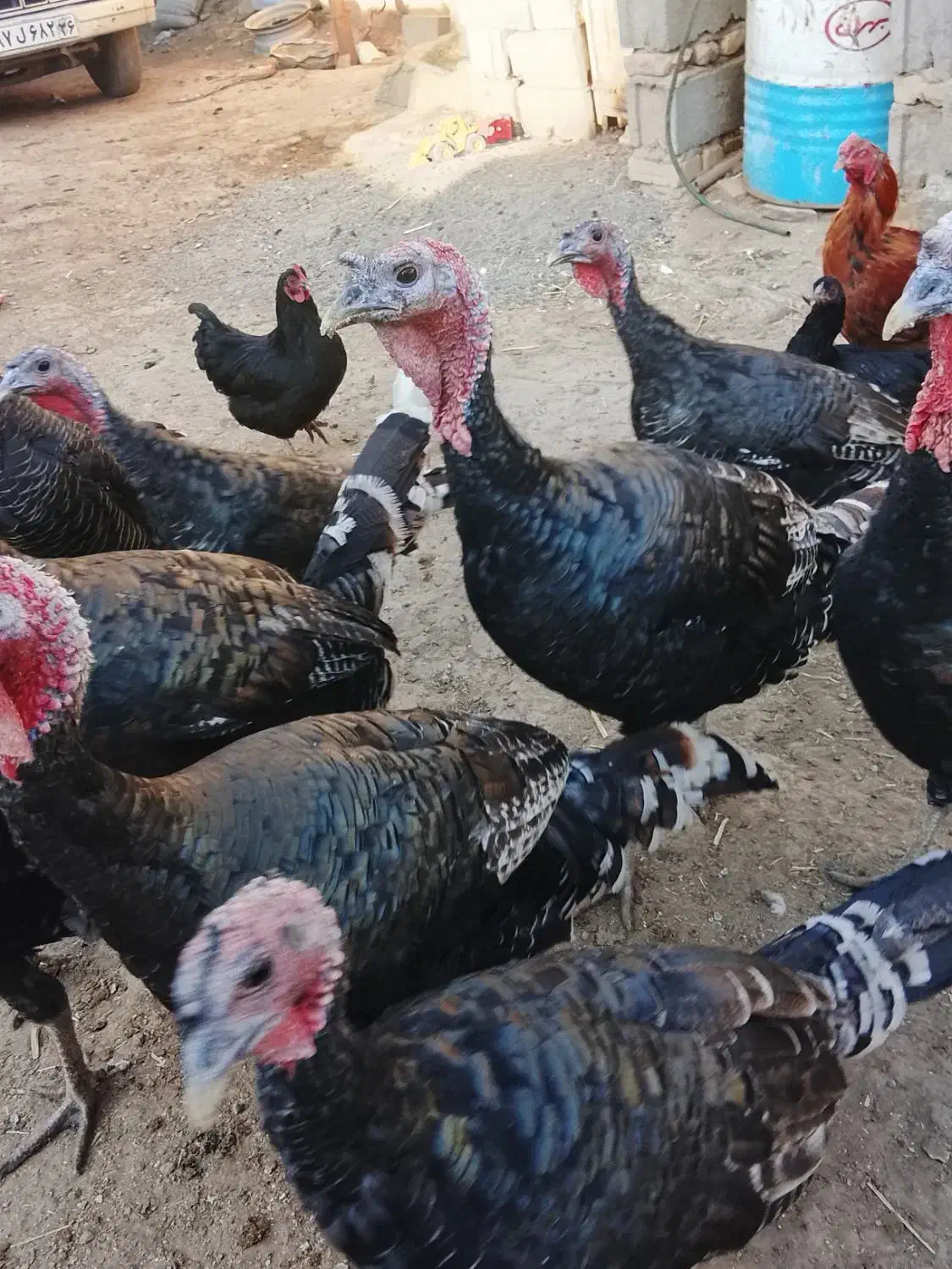 بوقلمون|حیوانات مزرعه|نیشابور, دربقاضی|دیوار