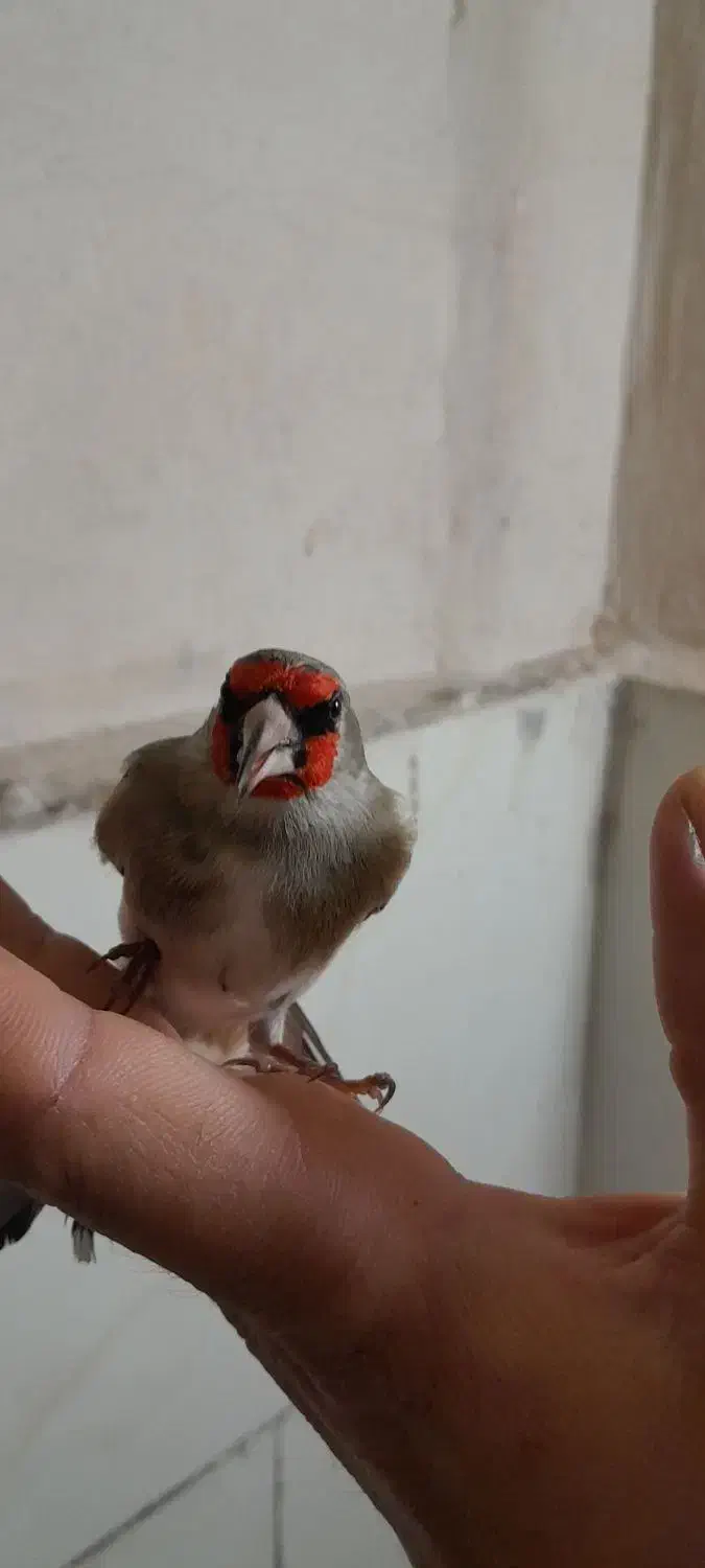 سهره کرمون.سهره چهارگل.سهره سبز|پرنده|مشهد, نوید|دیوار