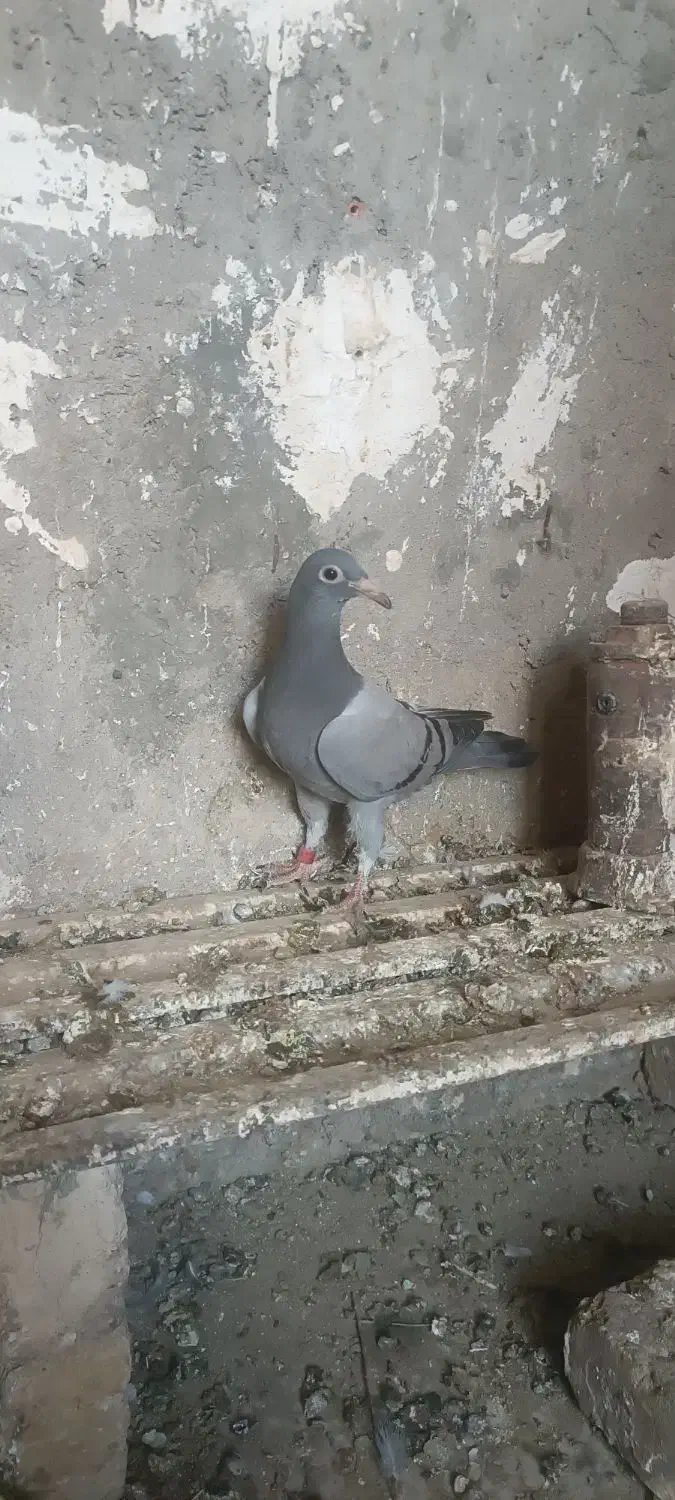 دوجفتجوجهمسافتیباجفتنروماده|پرنده|هامون, |دیوار