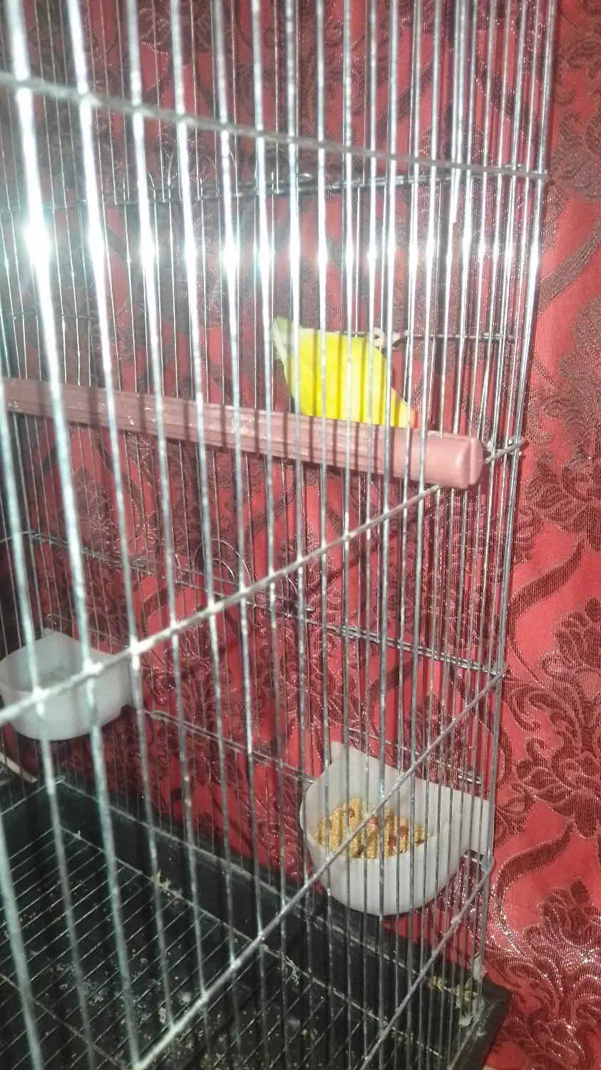 یک عدد طوطی|پرنده|زرند, |دیوار