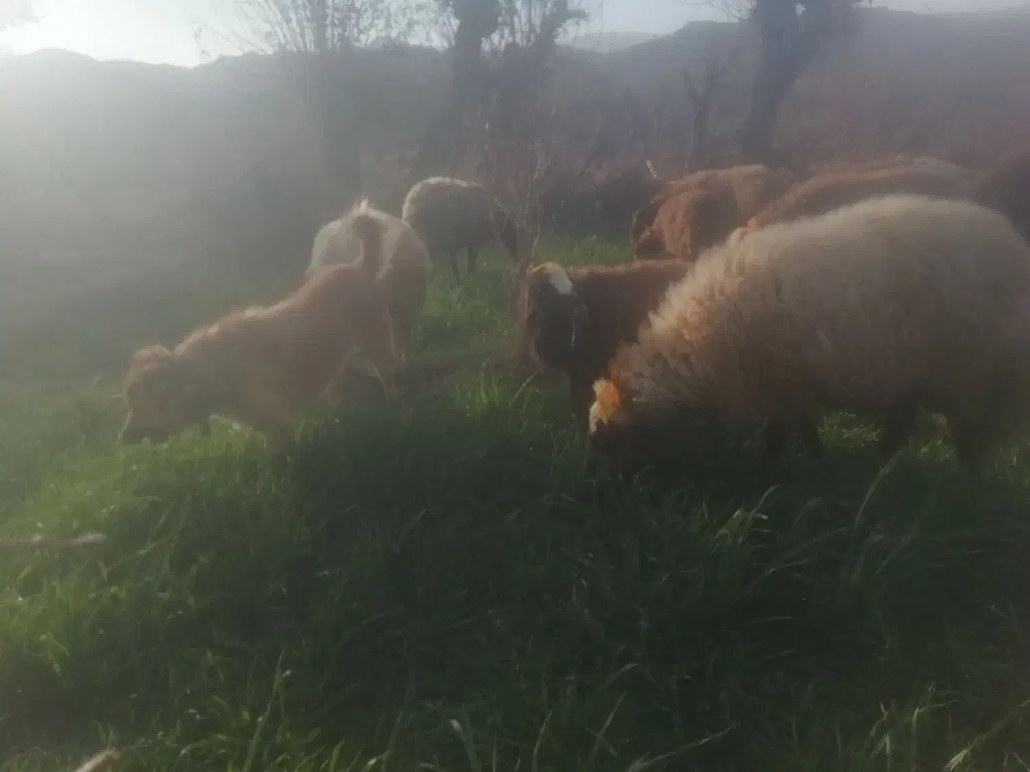 3 سال گله ای|حیوانات مزرعه|کاشمر, |دیوار