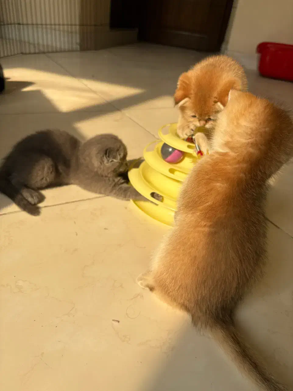 چینچیلا گولد بالاترین کیفیت|گربه|تهران, آسمان|دیوار