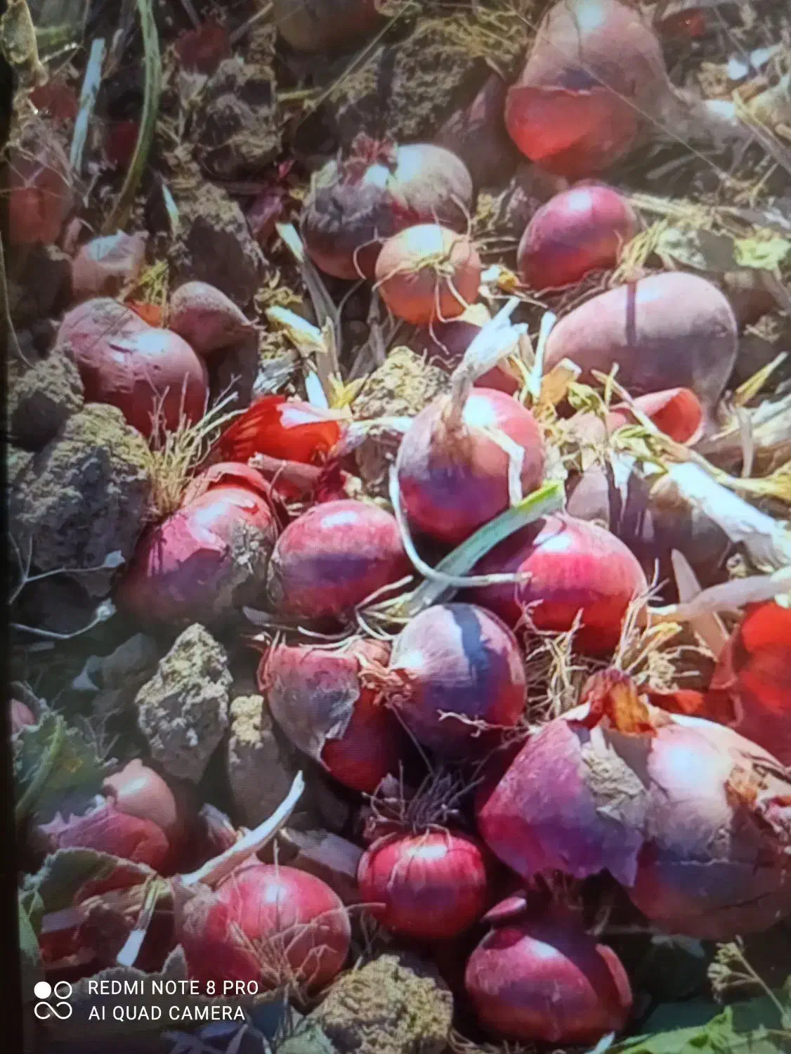 پیاز درجه یک به شرط خالی کردن|خوردنی و آشامیدنی|اسلامآباد غرب, |دیوار