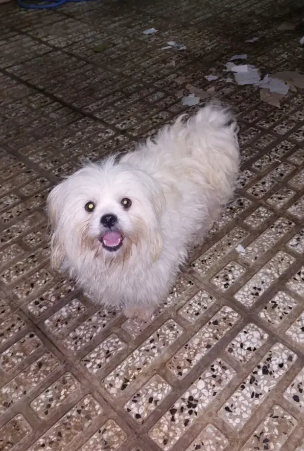 شیتزو سوپرفلت|سگ|آزادشهر, |دیوار