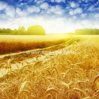 فروش زمین ۵۰۰ متری|فروش زمین و ملک کلنگی|لیلان, |دیوار