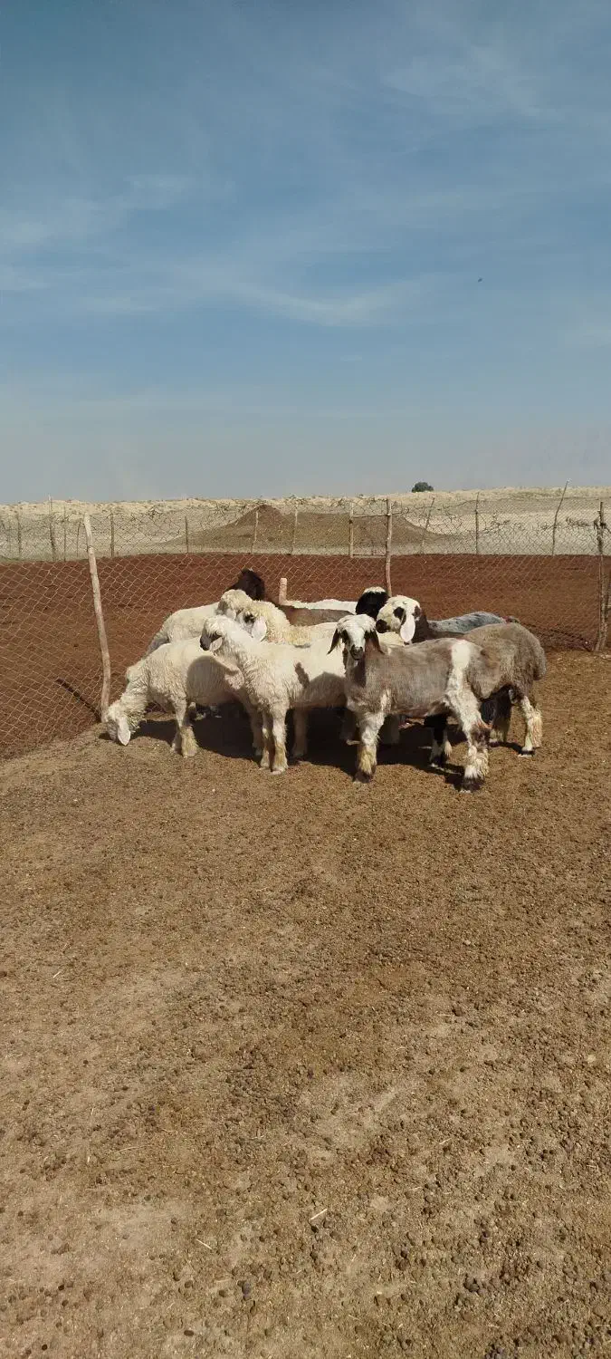 بره ماده|حیوانات مزرعه|مرودشت, مجد آباد|دیوار