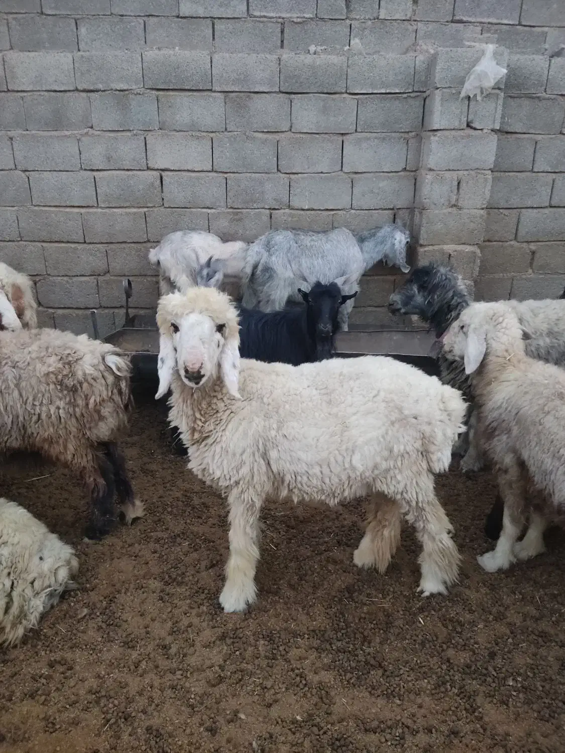 بره چاق درجه یک|حیوانات مزرعه|زرقان, |دیوار