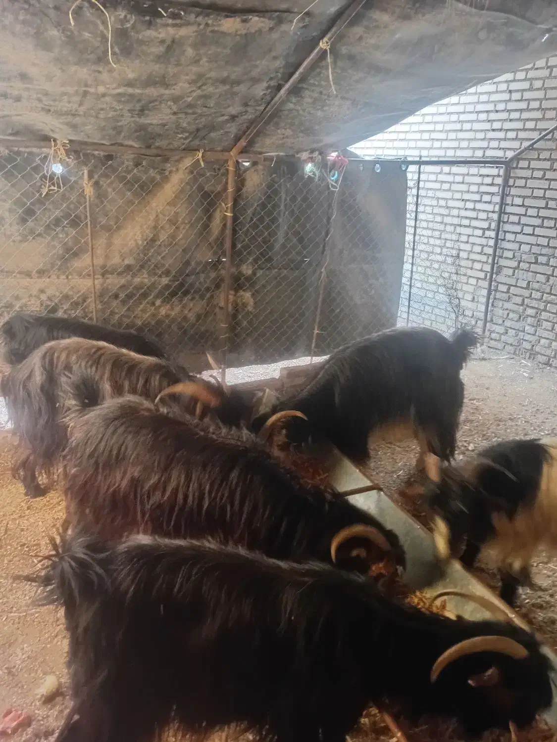 سلام شیش عدد بز|حیوانات مزرعه|دزفول, |دیوار