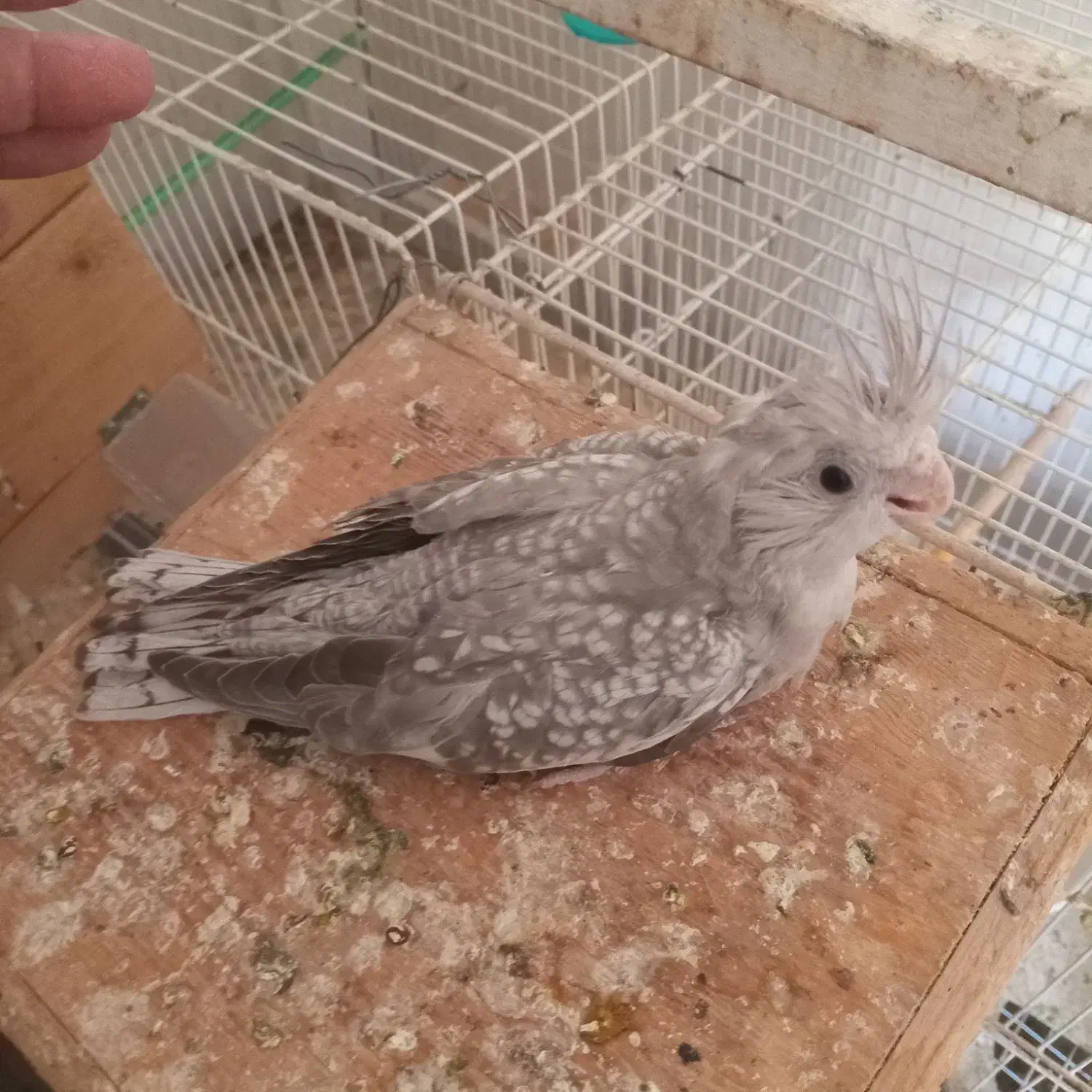 انواع عروس سرلاکی‌‌ و کوتوله سرلاکی‌ موجوده|پرنده|تربت جام, امام|دیوار