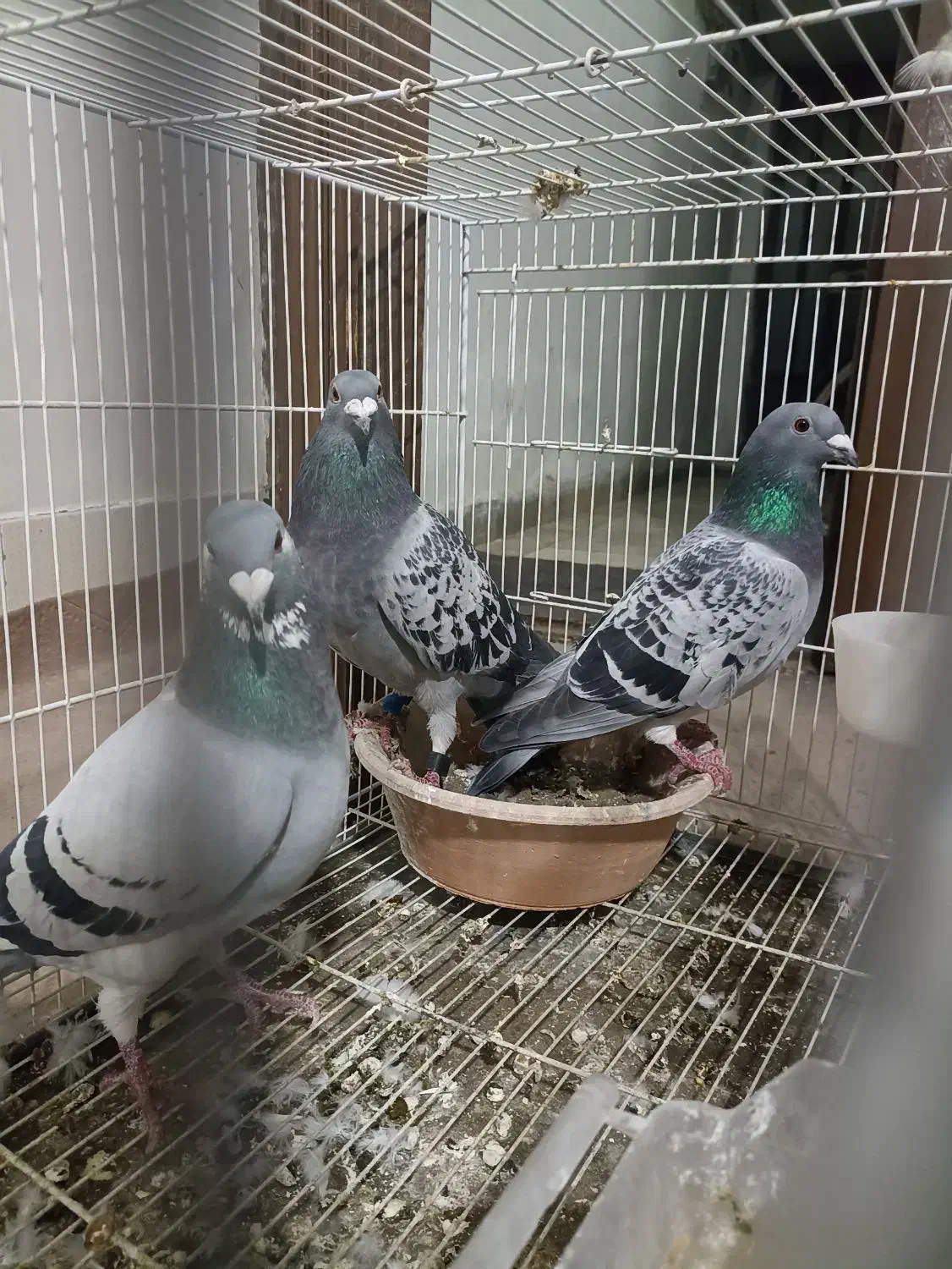 کبوتر سبز آلمانی پلاکی. سفید آلمانی. ساده|پرنده|مشهد, کارمندان دوم|دیوار