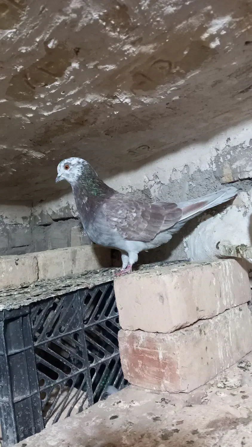 گرگی نر سفید کاکلی ماده|پرنده|ساوه, |دیوار