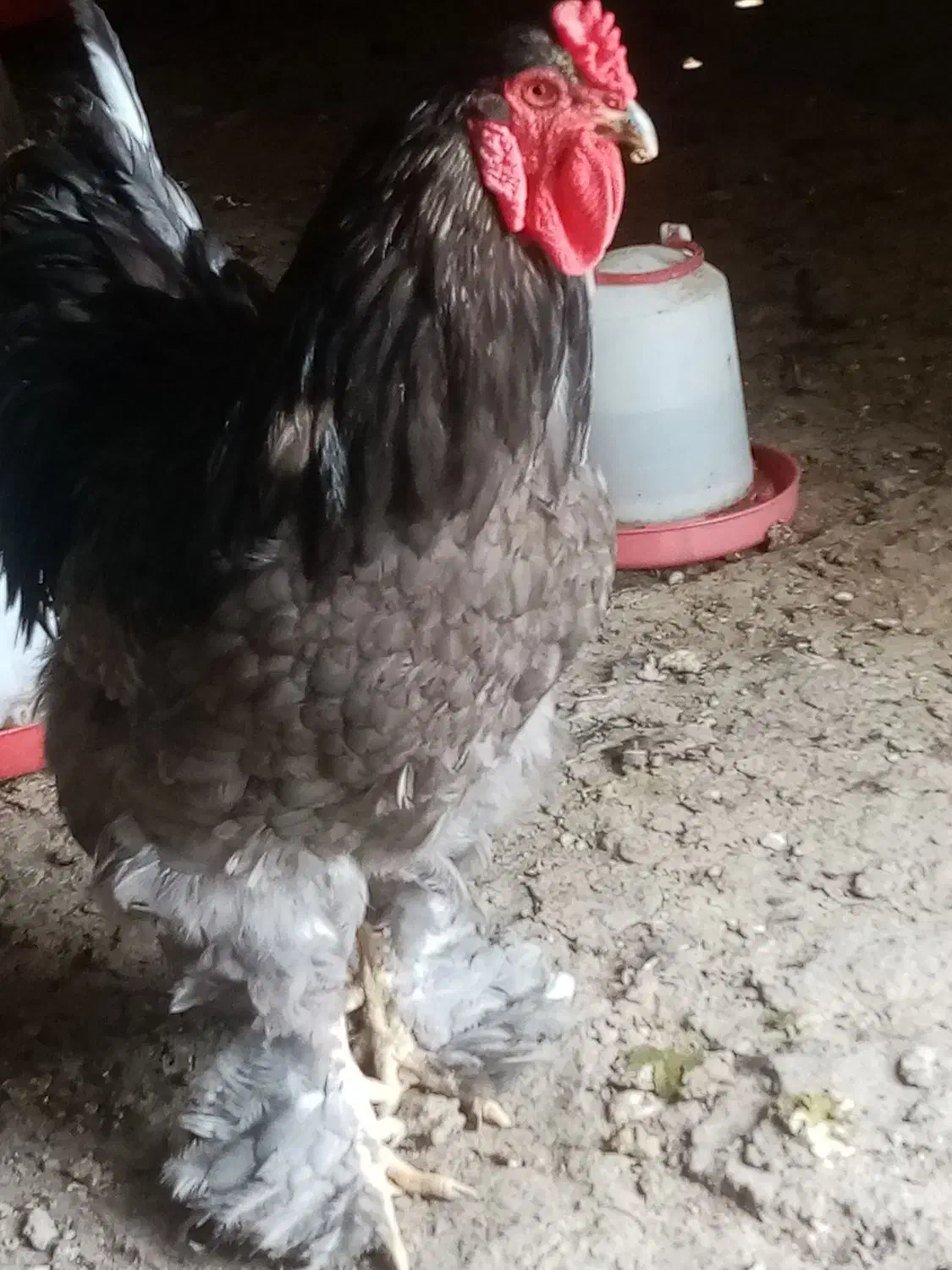 چندتا خروس برهما لایت فروشی|حیوانات مزرعه|مشگین شهر, |دیوار