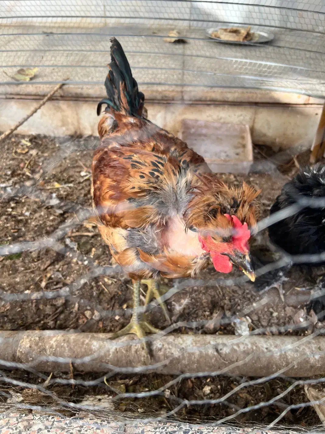 مرغ و خروس سلطان|حیوانات مزرعه|اردکان, |دیوار